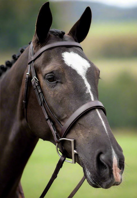 Show Hunter Bridle