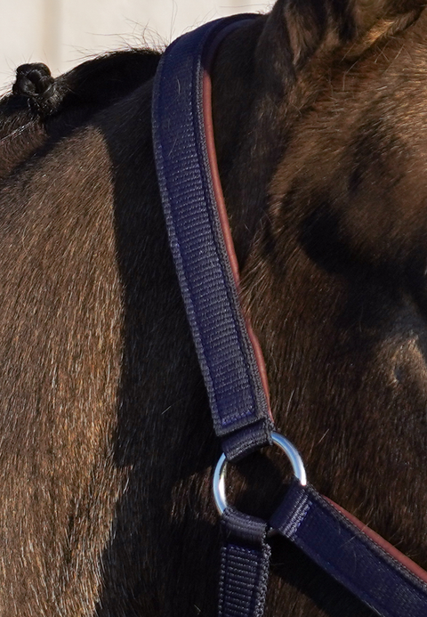 Daily Leather Padded Halter