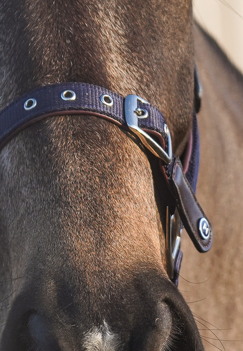 Daily Leather Padded Halter
