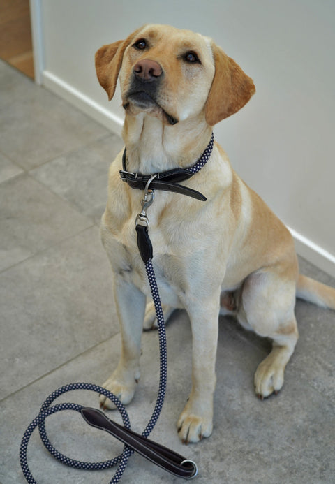 Rope Dog Lead