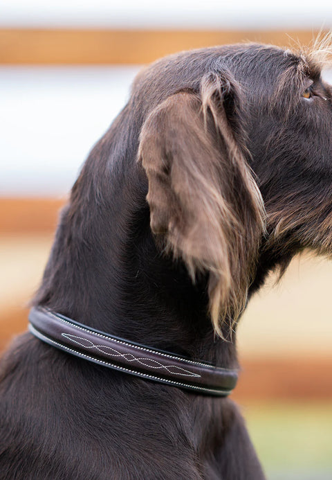 Best Mate Collar