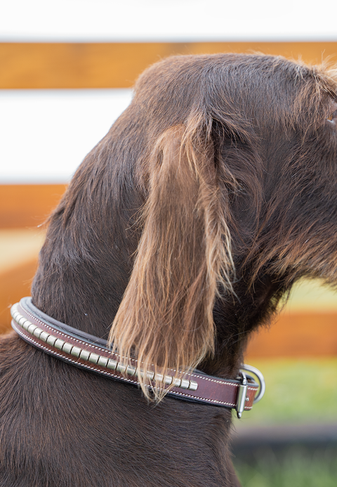 Clincher Collar