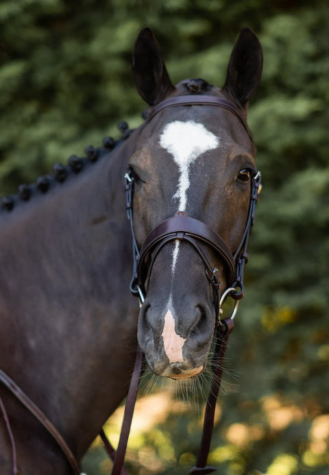 Field Master Bridle