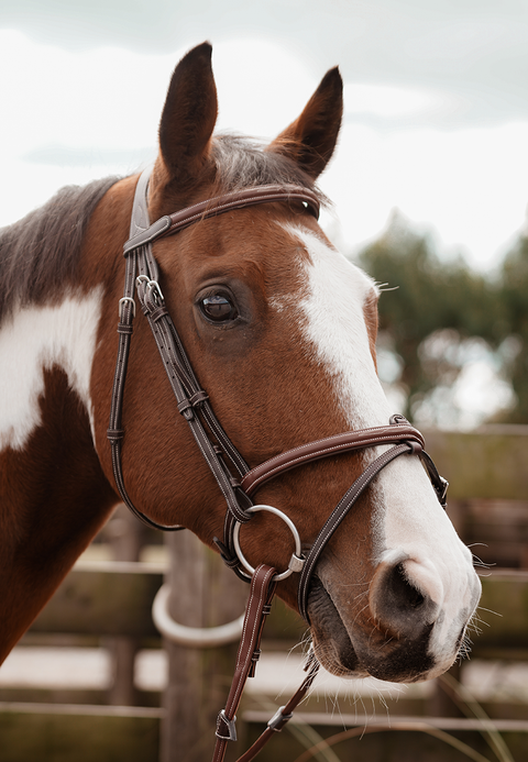 Meadows Bridle *SPECIAL EDITION