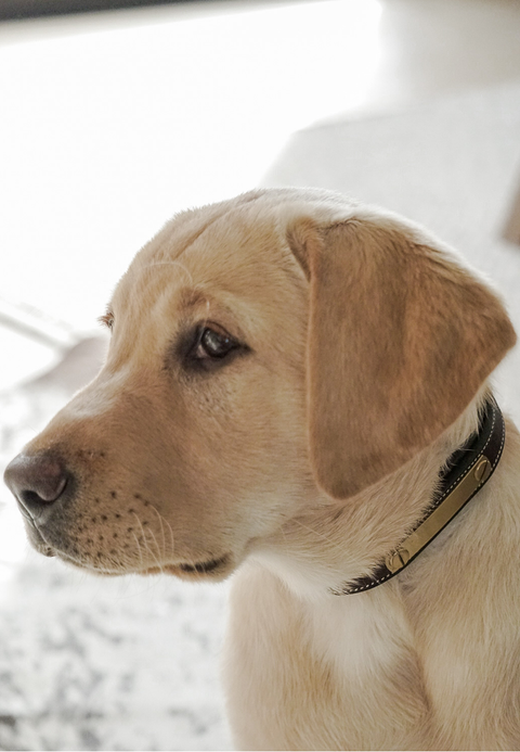 Flat Padded Nameplate Collar