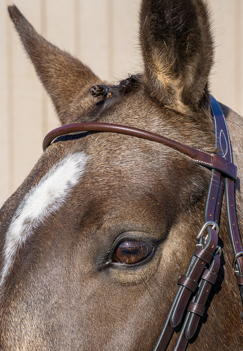 Rock n Roll Bridle