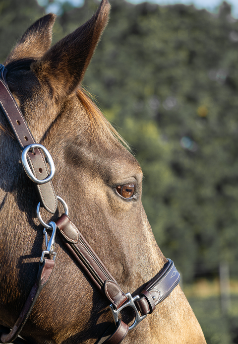Stable Star Comfort Halter