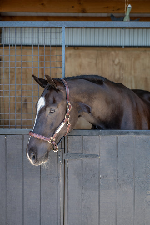 Meadows Star Comfort Halter