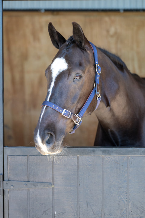 Daily Leather Padded Halter