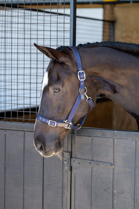 Daily Leather Padded Halter