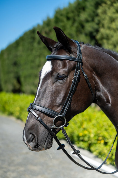 Chk-Chk Lets Go Bridle