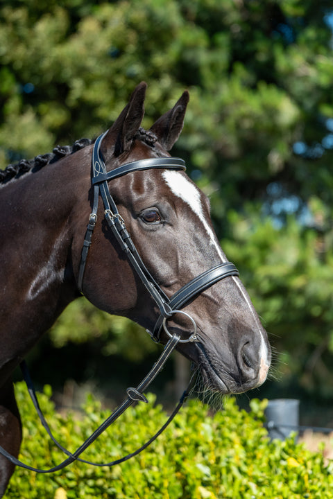 Chk-Chk Lets Go Bridle