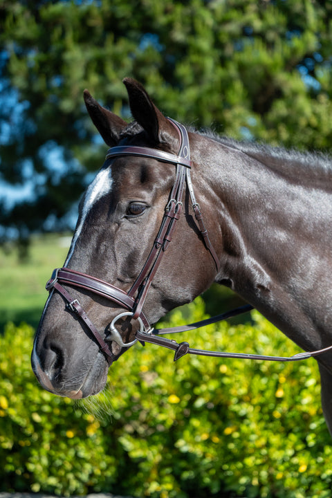 Chk-Chk Lets Go Bridle