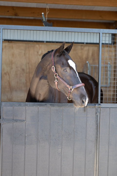 Meadows Star Comfort Halter