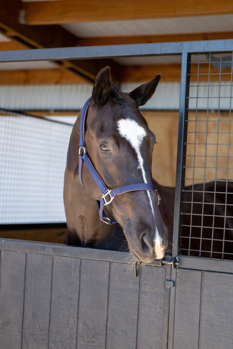 Daily Leather Padded Halter