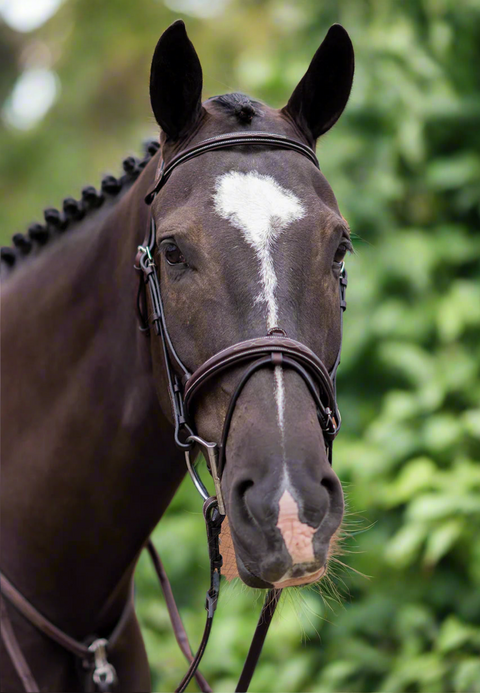 Fancy That Bridle