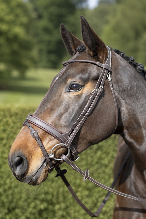 YHW Classic Bridle