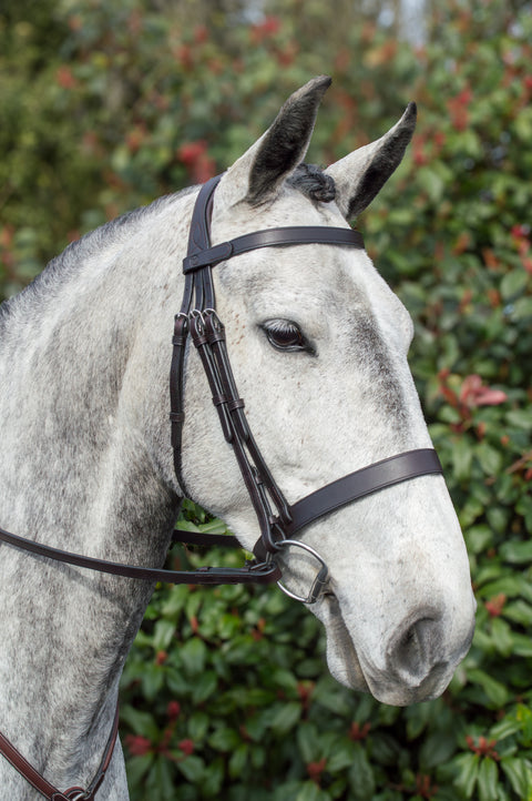 Show Me! Show Bridle - Pony - Sale