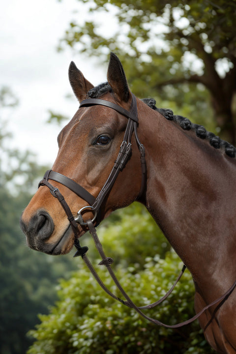 Show Me! Show Bridle