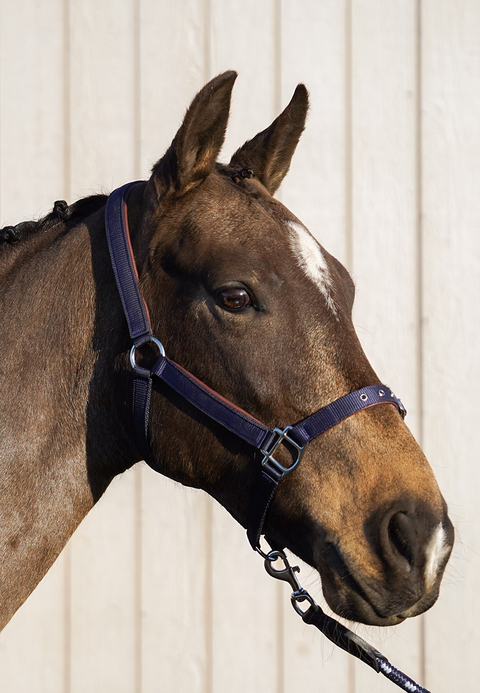 Daily Leather Padded Halter