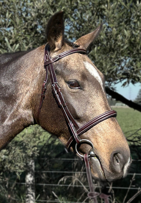 Mainstay Bridle
