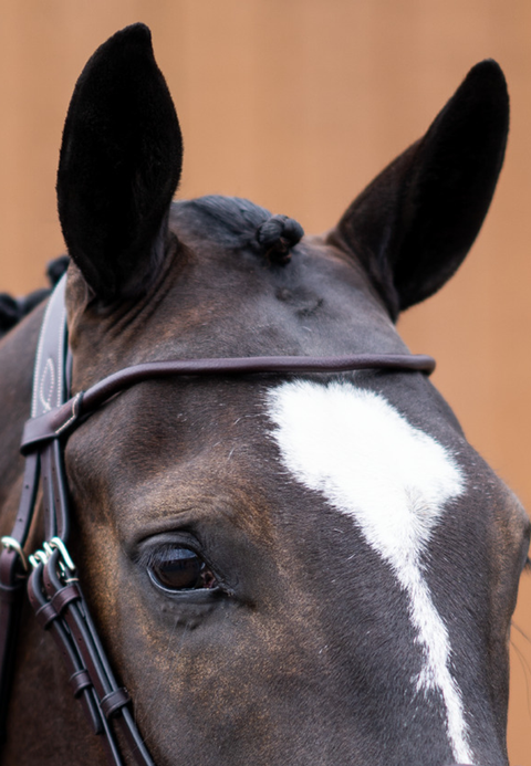 Your Hardest Worker Bridle - Sale - Black