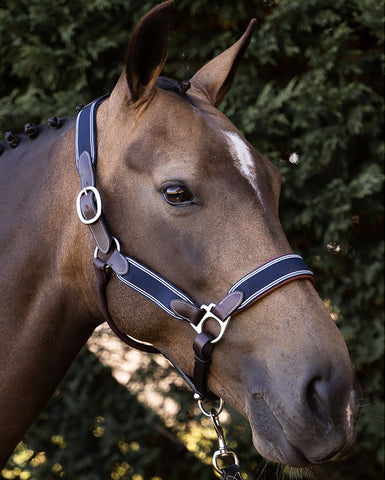 Paradise Halter